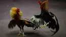 Dua ekor ayam bertarung di klub sabung ayam Campanillas, Toa Baja, Puerto Rico, Rabu (18/12/2019). Pada tahun 1933, sabung ayam dinyatakan sebagai olahraga resmi dan dikenal sebagai 'olahraga kaum Adam' di Puerto Rico. (AP Photo/Carlos Giusti)