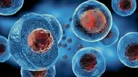 Ilustrasi teknologi terapi stem cell. (Foto: Istimewa)