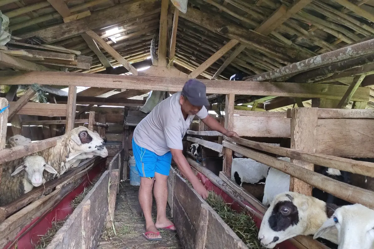 Menilik Keunikan Desa Cibuntu, Jumlah Kambing Lebih Banyak Dari Penduduk
