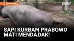 Sapi Kurban Prabowo Mati Mendadak, Diduga Keracunan!