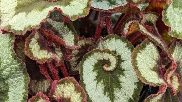 Begonia Escargot