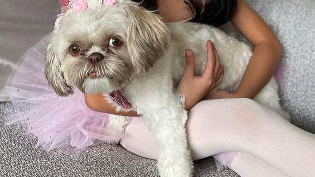 10 Potret Perayaan Ulang Tahun Anjing Peliharaan Farah Quinn: Meriah Seperti Pesta Putri Kerajaan
