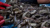 Udang Vaname RI Siap Bersaing di Pasar Bebas ASEAN