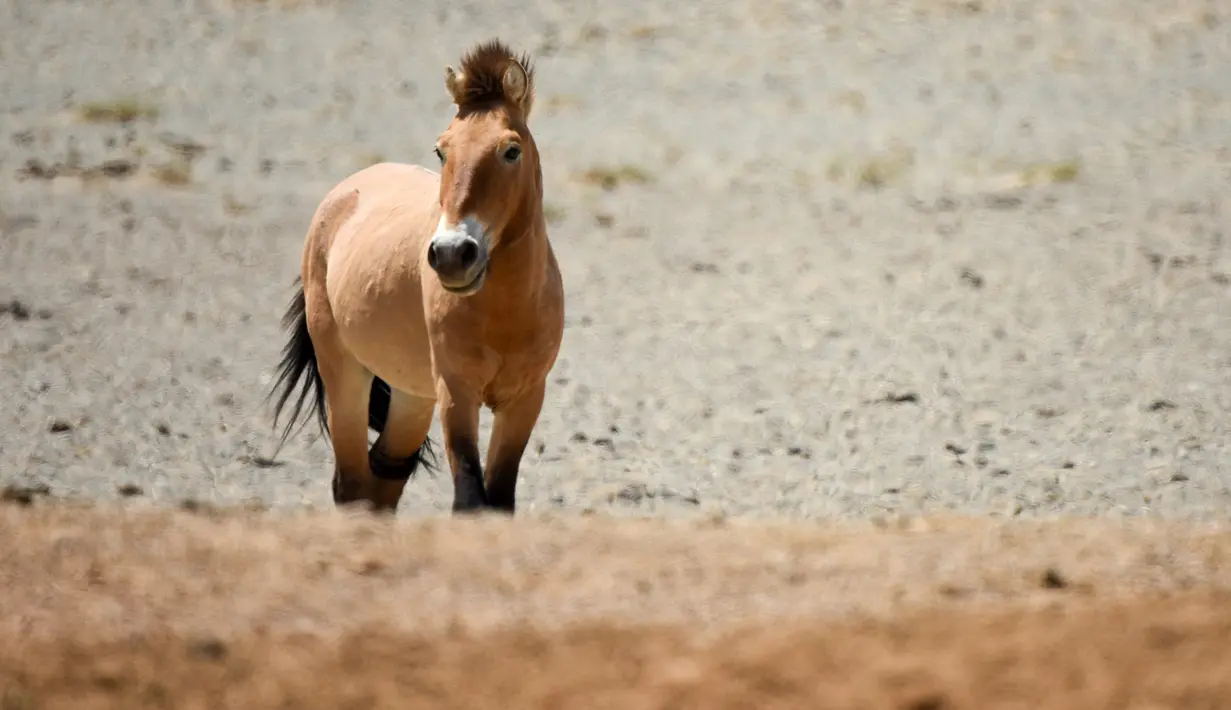 Seekor kuda Przewalski terlihat di Cagar Alam Kalamayli, Daerah Otonom Uighur Xinjiang, China barat laut, pada 3 Juni 2020. (Xinhua/Ding Lei)
