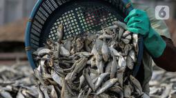 Pekerja saat menjemur ikan di kawasan Kampung Nelayan Muara Angke, Penjaringan, Jakarta Utara, Selasa (29/9/2020). Menurut nelayan, penjualan ikan asin saat pandemi COVID-19 tidak terlalu terpengaruh karena ikan merupakan bahan makanan yang diperlukan banyak warga. (Liputan6.com/Johan Tallo)
