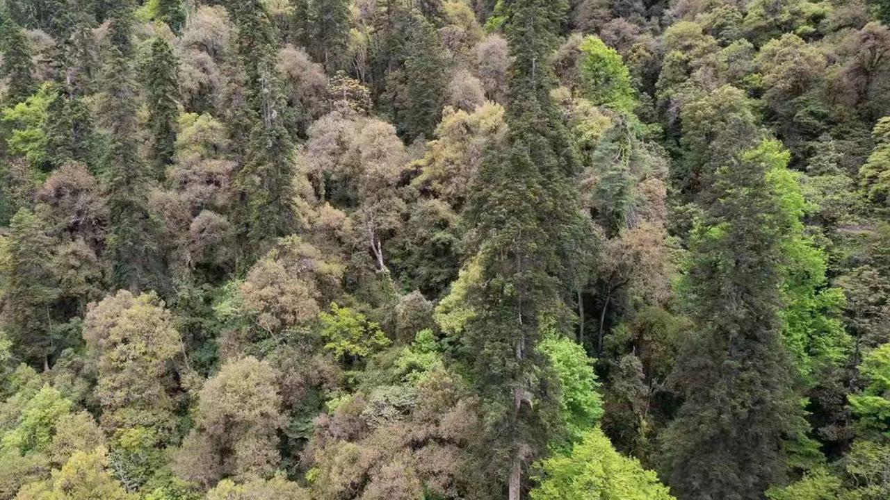 Hutan Abies ernestii var. salouenensis yang masih perawan di wilayah Zayu di Daerah Otonom Tibet, China barat daya, dengan pohon tertinggi setinggi 83,2 meter di tengahnya.