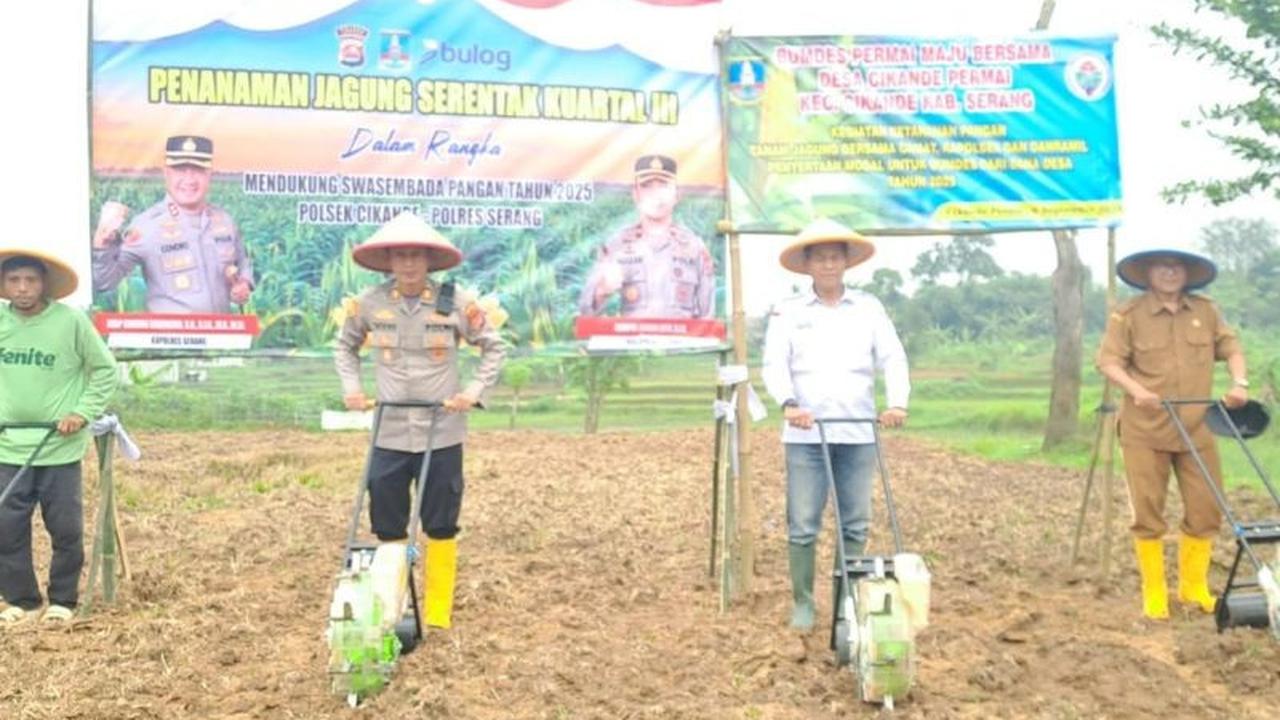 Trivia: BUMDes Perumahan Sukses! Program Satu Desa Dua Hektar Jagung Dimulai di Serang, Dukung Swasembada Pangan Nasional