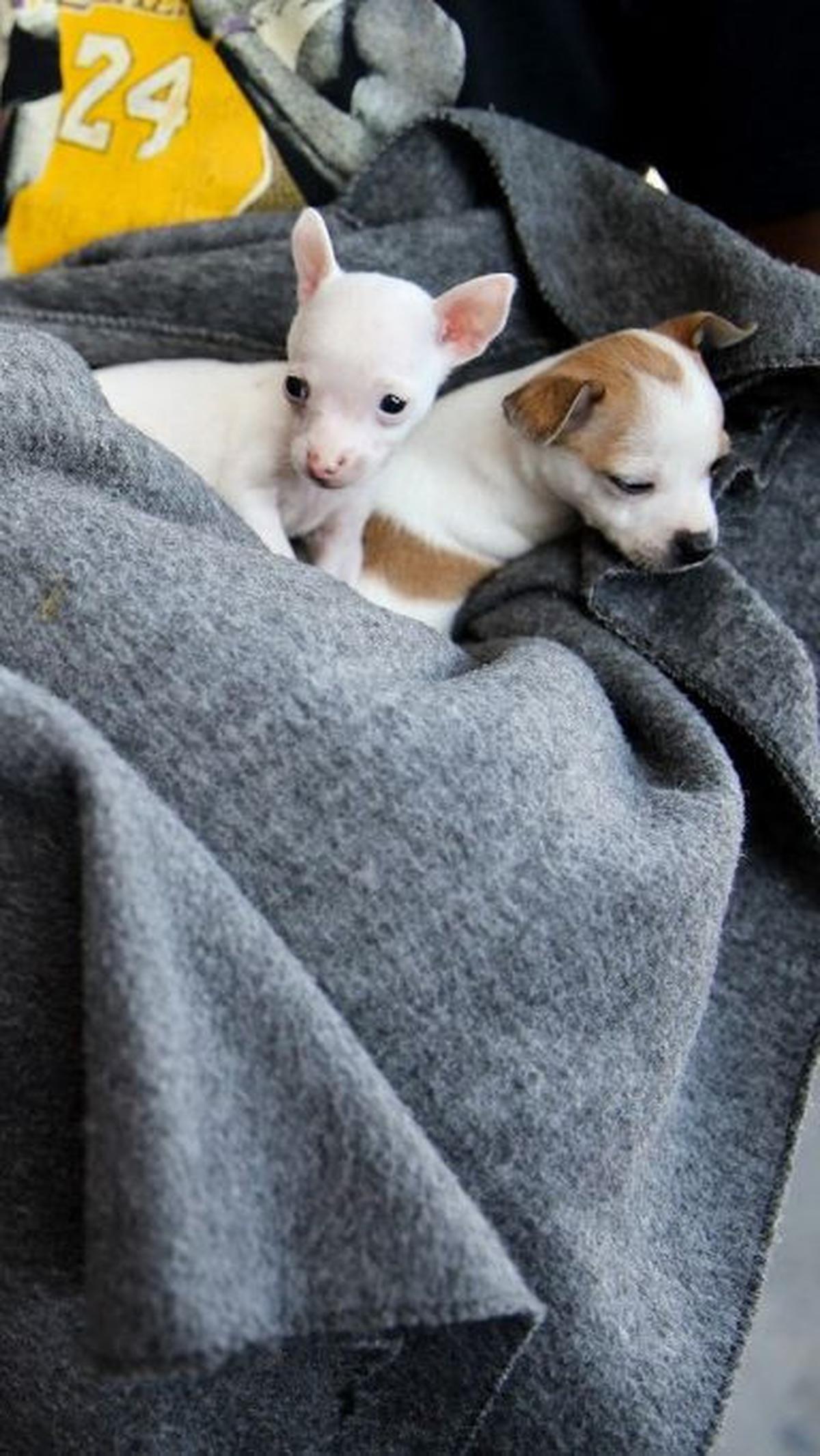 6. Mulai Mensosialisasikan Anak Anjing