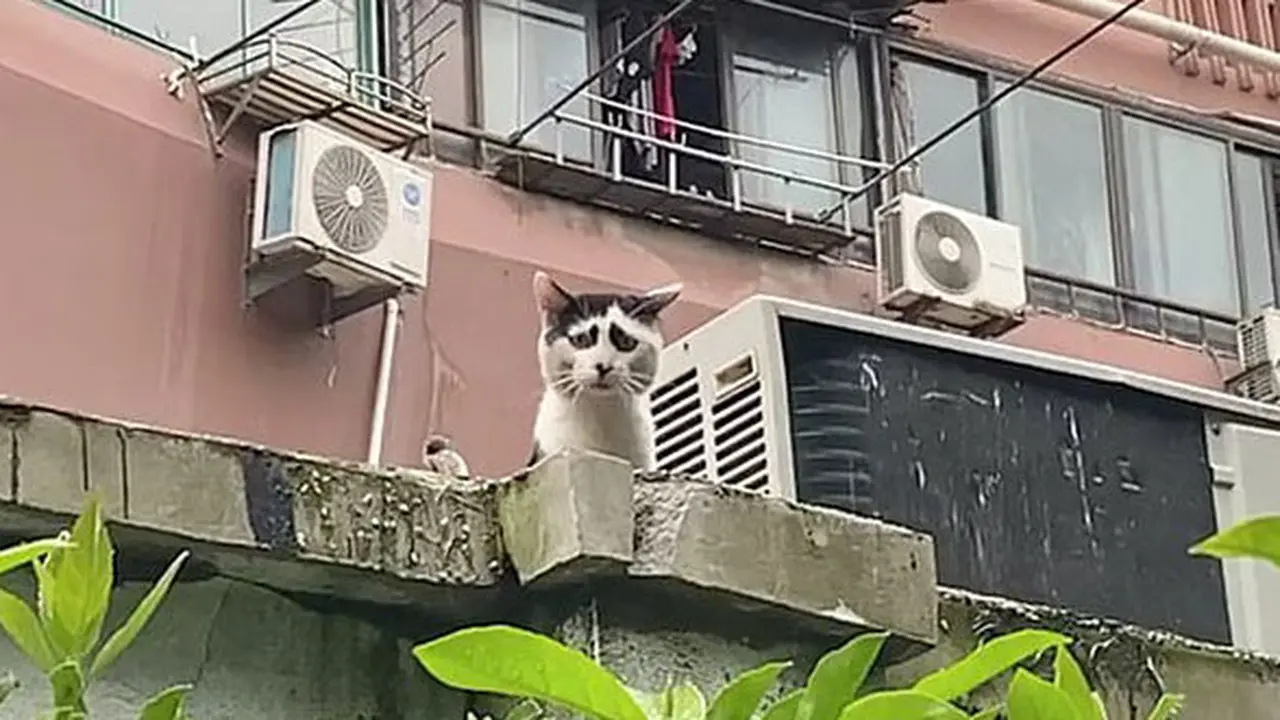 Punya Wajah Memelas, Kucing Liar Ini Malah Viral di Internet