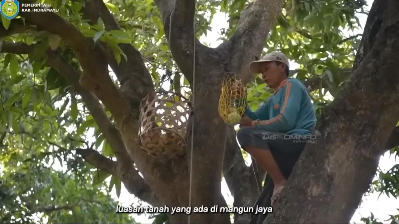 Terdapat 12 ribu pohon mangga