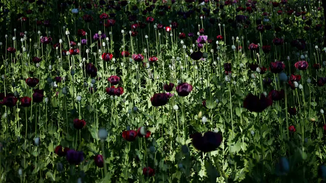 Mengintip Ladang Opium di Myanmar