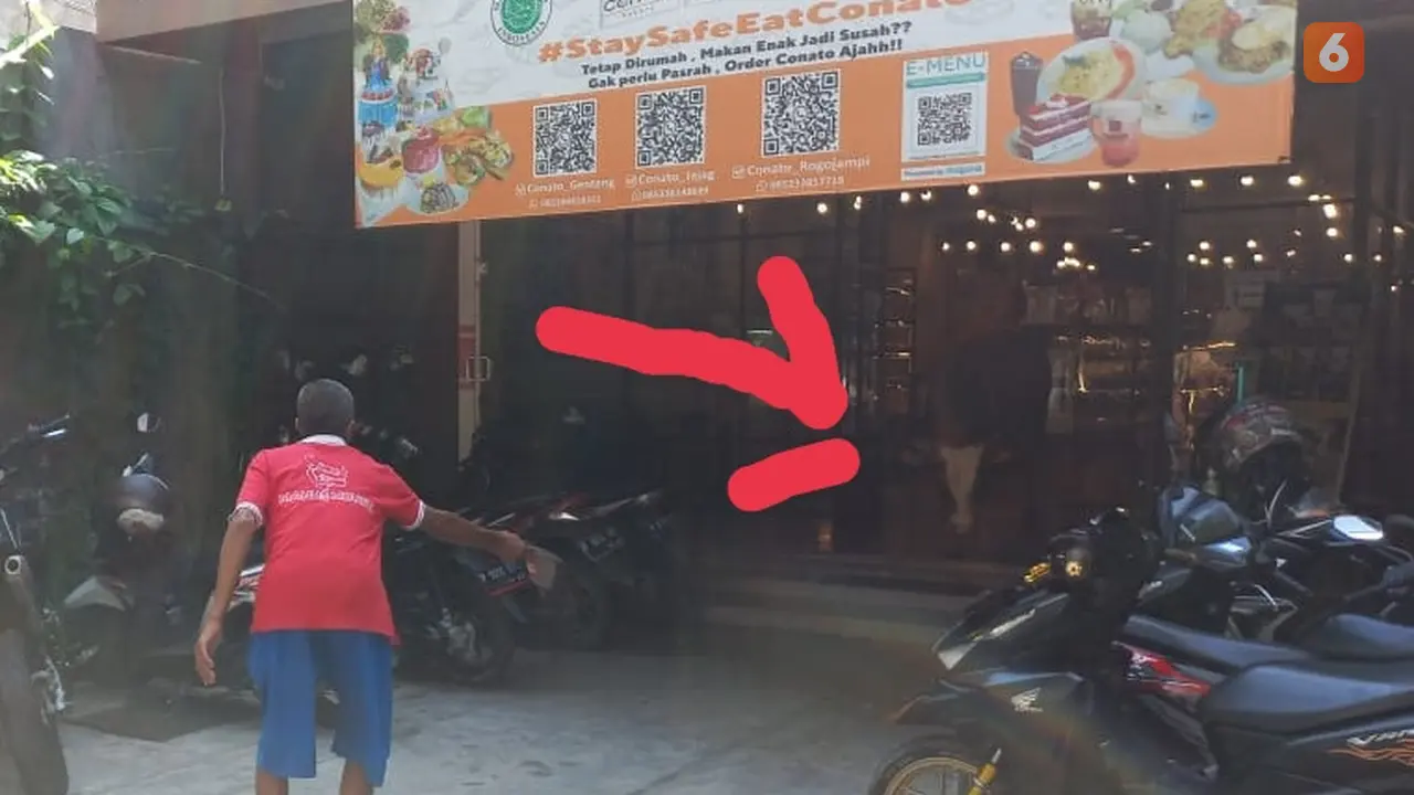 Pemilik sapi (baju merah) berusaha mengevakuasi sapi ngamuk masuk kedai roti di Banyuwangi. (Hermawan Arifianto/Liputan6.com)