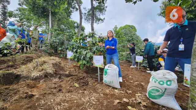 Revitalisasi Kebun Kopi Cikoneng, Bogor, Senin (10/6/2024). Foto: Liputan6.com/Ade Nasihudin.