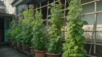 Cara Menanam Kecipir di Halaman Sempit agar Rajin Berbuah di Pot dan Rambatan Vertikal
