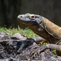 Ilustrasi mimpi biawak/Copyright unsplash/Joshua J. Cotten