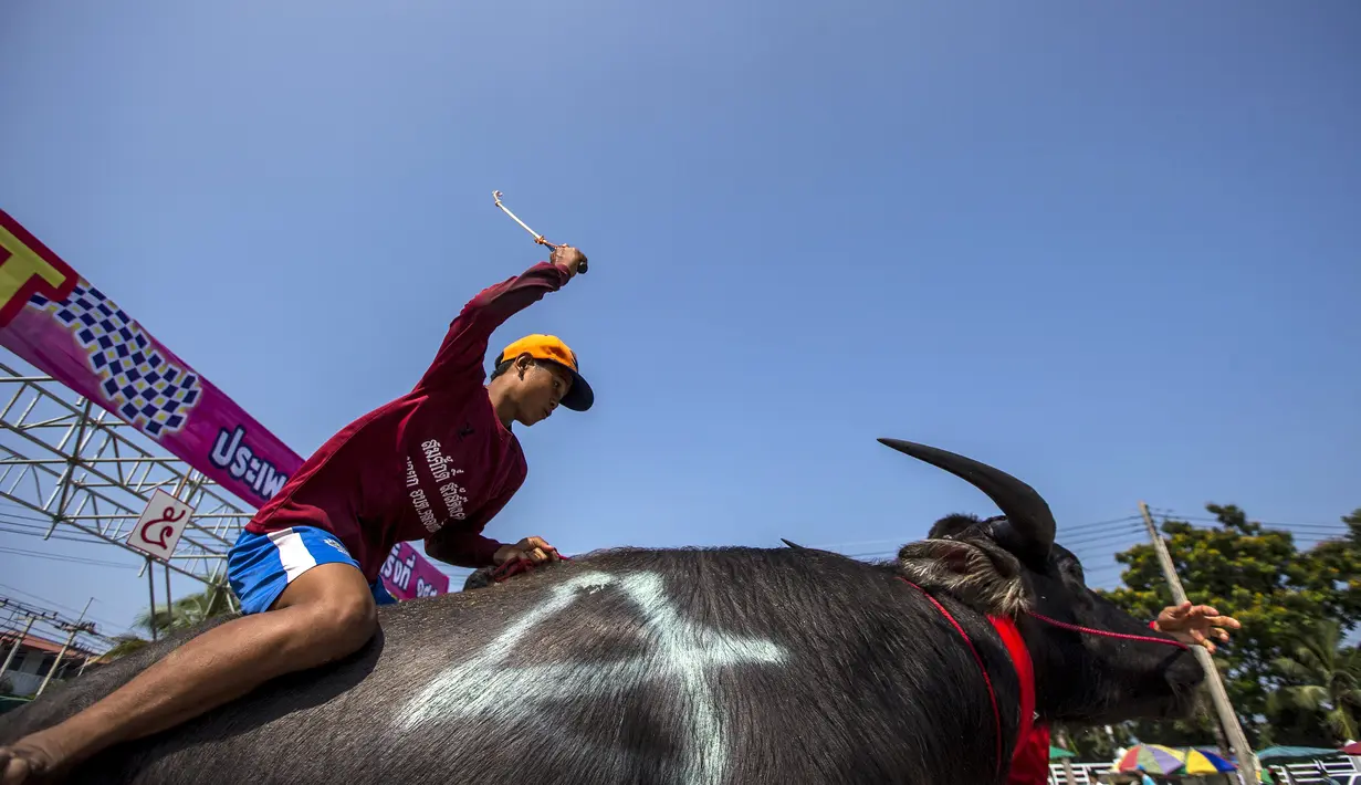 Seorang joki memacu kerbaunya dalam festival balap kerbau di Chonburi, Thailand (26/10/2015). Festival tahunan itu diikuti puluhan petani di Chonburi untuk merayakan panen padi. (Reuters/Athit Perawongmetha)