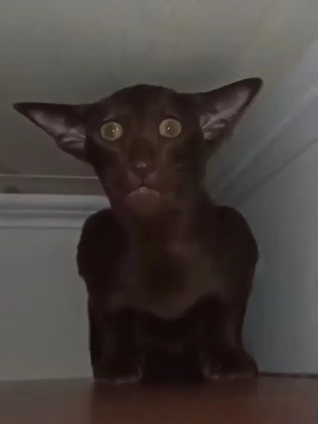 8 Potret Pose Kucing yang Mengerikan Ini Bikin Kaget