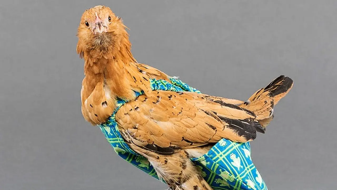 popok ayam (foto: The Outline)