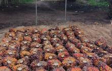Harga Sawit Tertekan, PTPN IV PalmCo Jaga Serapan TBS Petani Sesuai Aturan