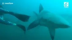 Kawanan hiu menyerang penyelam saat sedang mendokumentasikan predator laut tersebut.