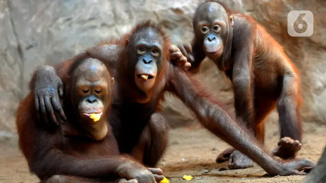 FOTO: Tingkah Lucu Orangutan dan Gajah di Taman Margasatwa Ragunan