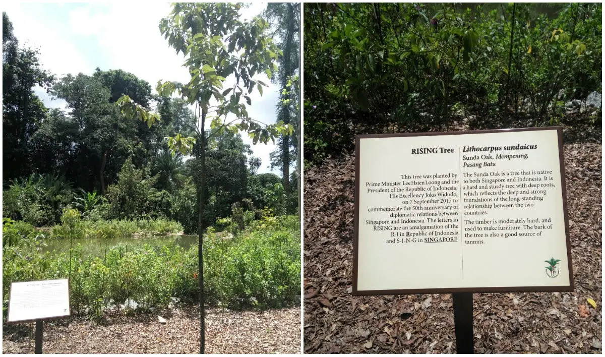 Tanaman Sunda Oak atau Pasang Batu (Lithocarpus sundaicus) yang ditanam Presiden Jokowi dan PM Singapura (Liputan6/Elin Yunita Kristanti)