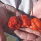 Carolina Reaper, cabai terpedas di dunia, yang berisiko memicu kerusakan pada otak manusia (Sandra Allison/AP Photos)