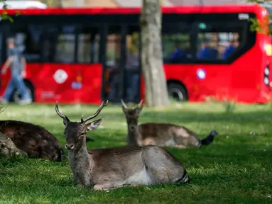 Beberapa ekor rusa bera beristirahat di halaman berumput di area permukiman di London, Inggris (8/4/2020). Rusa yang biasanya terlihat di taman bermunculan di area permukiman London selama karantina wilayah (lockdown) berskala nasional dalam upaya memerangi pandemi Covid-19. (Xinhua/Han Yan)