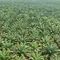 Petani Sumut Dihantui Pencurian Sawit