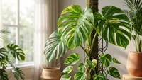 Rahasia Membuat Daun Sirih Gading Tampak Seperti Monstera, Cantik, Rimbun, dan Estetik