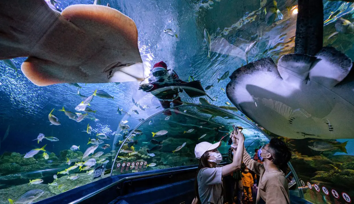 Pengunjung mengambil gambar penyelam yang mengenakan pakaian Sinterklas saat memberi makan ikan dalam tangki di Aquaria KLCC, Kuala Lumpur, Malaysia, 23 Desember 2020. Pertunjukan ini sebagai bagian dari perayaan Natal. (Mohd RASFAN/AFP)