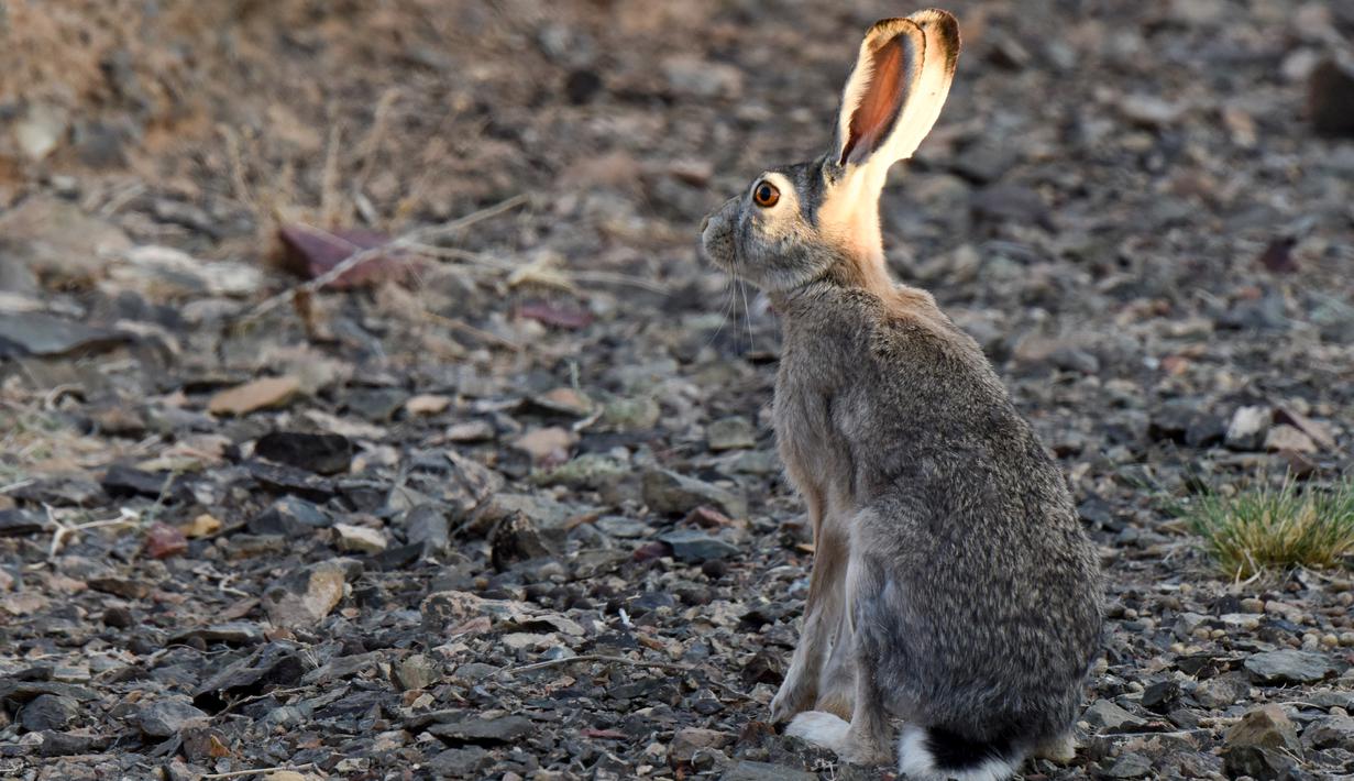 Seekor kelinci terlihat di Cagar Alam Kalamayli, Daerah Otonom Uighur Xinjiang, China barat laut, pada 4 Juni 2020. (Xinhua/Ding Lei)