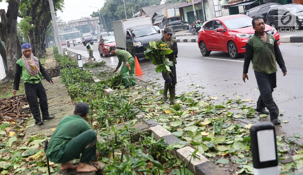 Petugas membersihkan sisa-sisa daun dan dahan pohon usai ditebang di kawasan Tanjung Barat, Jakarta, Kamis (16/11). Penebangan dilakukan sebagai langkah antisipasi untuk mencegah pohon agar tidak tumbang saat hujan. (iputan6.com/Immanuel Antonius)