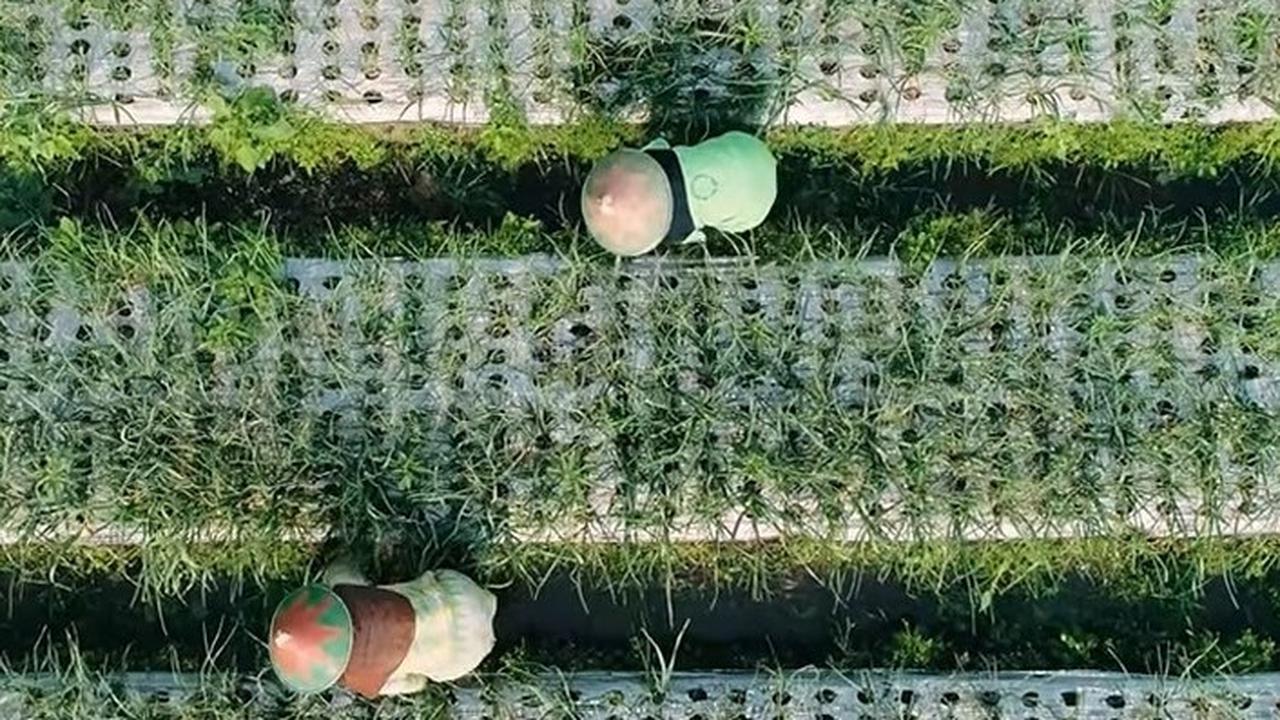 Petani bawang putih di Jateng