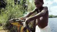 Goliath Frog Begini Wujud Katak Terbesar di Dunia