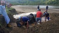 Masyarakat Desa Sarongan bergotong royong mengubur bangkai Hiu tutul yang ditemukan terdampar di Muara Mbaduk Pesanggaran Banyuwangi (Istimewa)