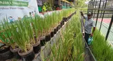 Suparno dari Posyantek (Pos Pelayanan Teknologi Tepat Guna) Kreya Loka RPTRA Belimbing, Pasar Minggu, menyemprotkan tanaman padi yang terserang hama, Kamis (22/10/2026). Inovasi menanam padi dalam galon ini dilakukan sebagai upaya mendukung ketahanan pangan di lingkungan permukiman. Program yang digagas Jaenab  berhasil menghasilkan sekitar 70 kilogram gabah dari 350 galon pada panen perdana Maret 2026. (KLY/Budy Santoso)