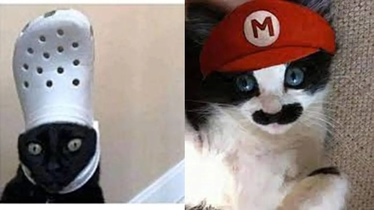 6 Potret Kucing Pakai Topi Ini Bikin Gemas, Lucu Banget