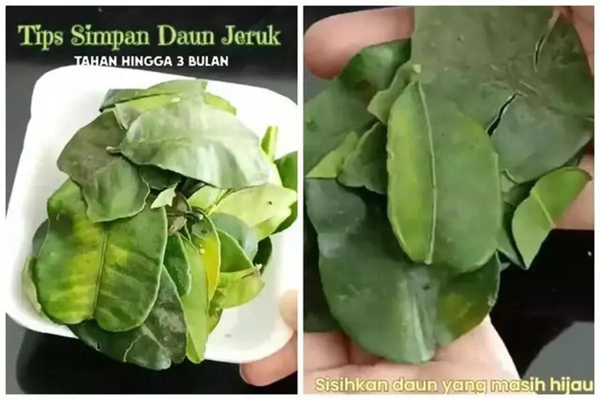 Cara Menyimpan Daun Jeruk Agar Tetap Awet dan Segar Hingga 3 Bulan