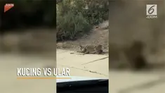 Aksi kucing saat menangkap ular yang melakukan perlawanan terekam kamera.