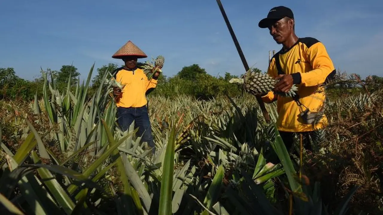 Camilan Nanas Gambut, Produk Olahan dari Lahan Bekas Terbakar 2