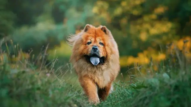 Chow Chow