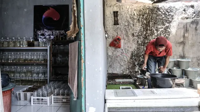 Bisnis Ikan Cupang Hias di Kala Pandemi