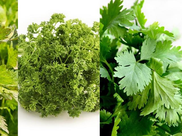 Punya Bentuk Mirip Ini Cara Bedakan Seledri Pertseli Dan Daun Ketumbar Hot Liputan6 Com
