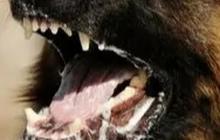 Rabies Kembali Renggut Nyawa, Bocah 6 Tahun di NTT Meninggal Setelah Dagunya Digigit Anjing