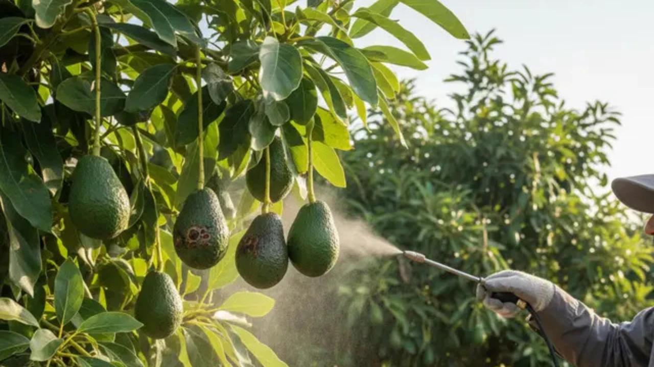 6 Pohon Buah yang Tahan terhadap Kutu Putih, Cocok untuk Pekarangan Rumah