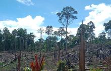 Kemenhut Kuasai Kembali 7.755 Hektare Hutan di Seblat, Musnahkan Ribuan Sawit Ilegal