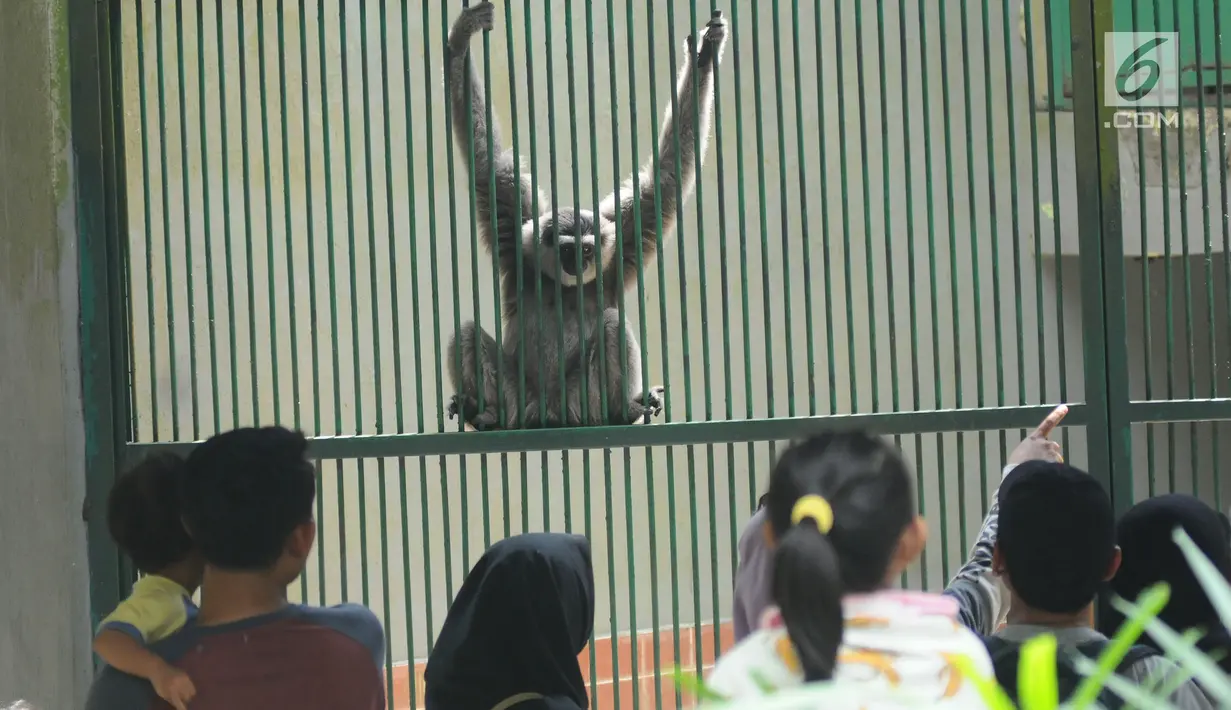 Pengunjung melihat Owa Jawa di kawasan Kebun Binatang Ragunan, Jakarta, Selasa (26/12). Libur cuti bersama perayaan Natal 2017 dimanfaatkan warga untuk berekreasi di Kebun Binatang Ragunan Jakarta. (Liputan6.com/Helmi Fithriansyah)
