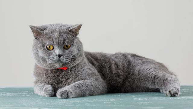 Grey Cat