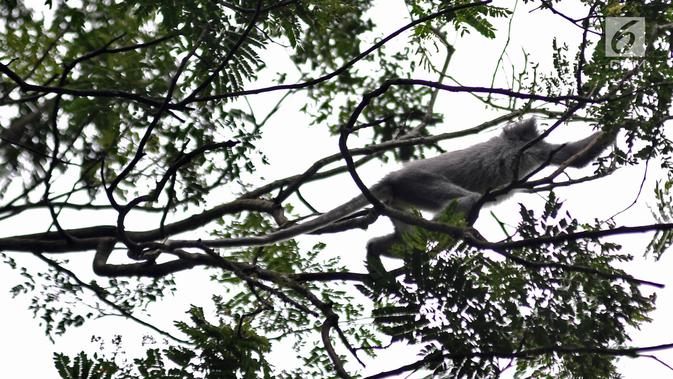 Monyet Surili Jawa (Presbytis Comata) mencari makan di pepohonan Taman Nasional Gunung Halimun Salak (TNGHS), Jawa Barat, Sabtu (5/1). Surili memiliki panjang ekor berkisar antara 560-720 mm dan berat tubuh rata-rata 6,5 Kg. (Merdeka.com/Iqbal Nugroho)